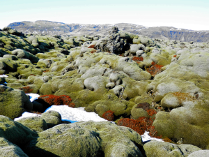 Moss covered lava field