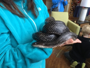 Meet Desdemona, a black rat snake