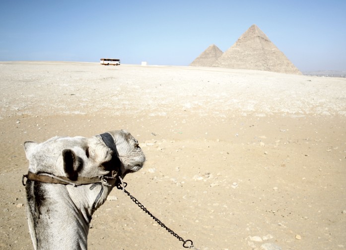 Camel gazes at the pyramids of Giza